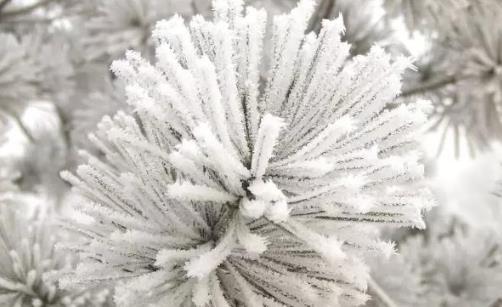 2025冬天去哪赏雾凇？雾凇最佳观赏地是哪里