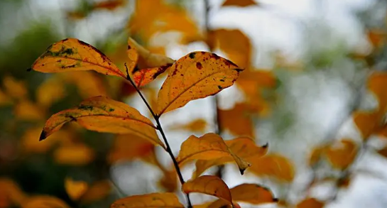 2025湖南11月中旬温度?冬季会提前到来吗