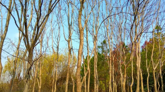 上海冬天气温多少2025?今冬上海会冷吗