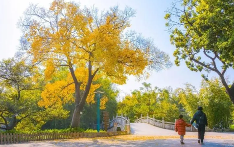 2025年11月为何高温?暖冬现象会持续吗