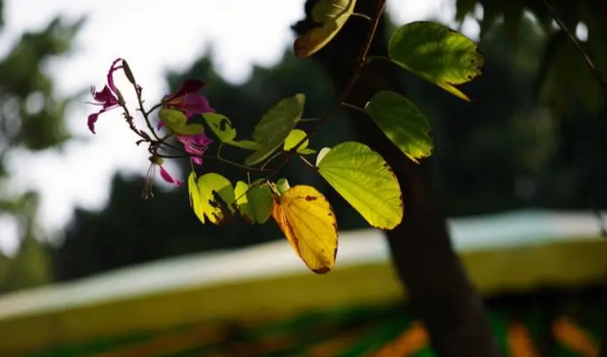 2025年广州11月气温多少度？会冷吗