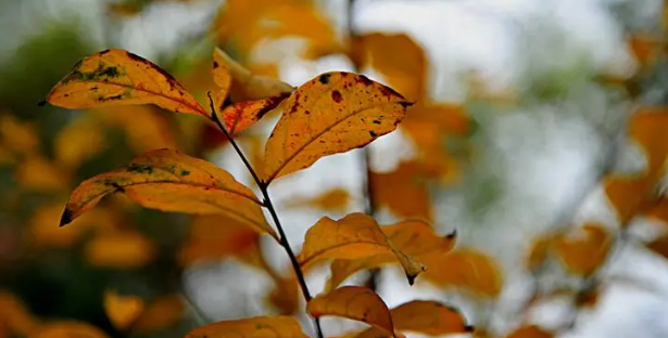 2025年广州11月气温多少度?会冷吗