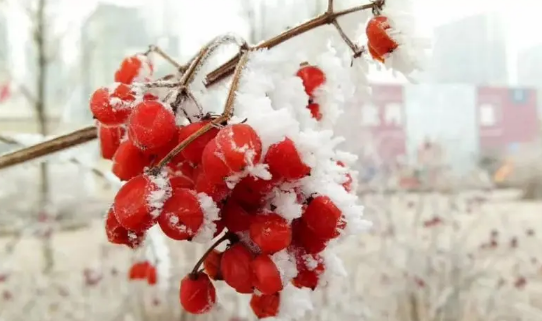 2025年冬天是60年来最冷一年吗?今冬为何这么冷