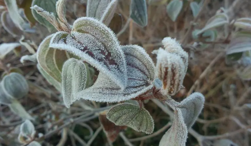 2025年霜降要下霜吗？天气会突然变冷吗？