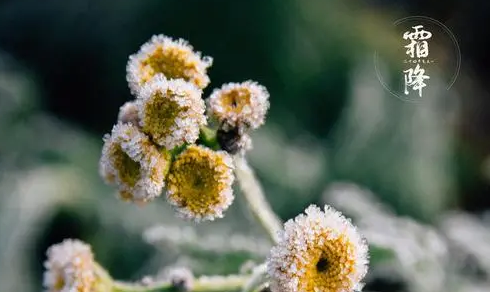 2025年霜降要下霜吗?天气会突然变冷吗?