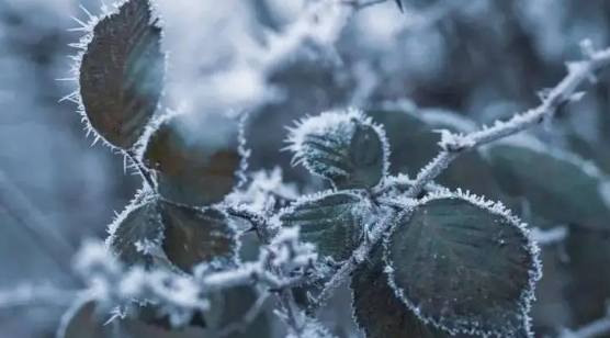 2025年霜降下霜冬天冷吗？今冬是冷冬还是暖冬