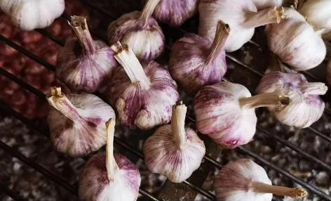 2025霜降能种大蒜吗？霜降种蒜影响收成吗