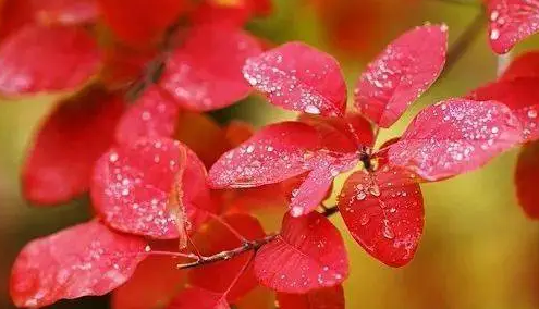 2025年霜降后还热吗？秋老虎会否持续发威