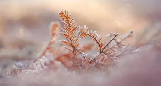 2025霜降气温大概多少度？霜降后天气会突然变冷吗