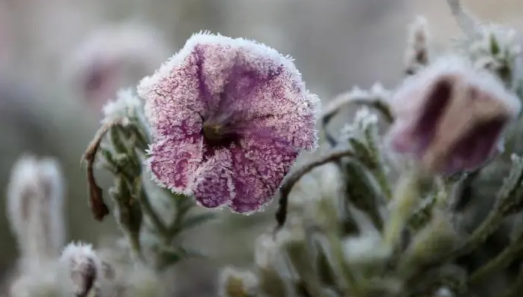 2025内蒙古秋霜冻何时来？如何预防影响丰收