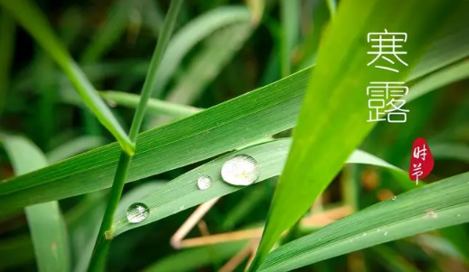 2025年寒露是几月几日？如何养生防秋燥