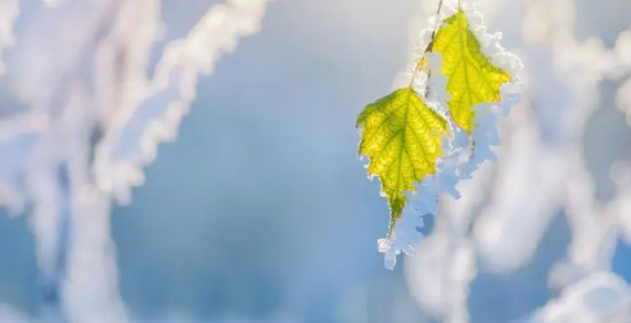 2025立冬是几月几号几点几分?立冬养生吃什么好