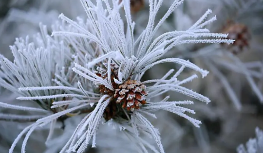 2025年十月长白山有雾凇吗?雾凇最佳观赏时间