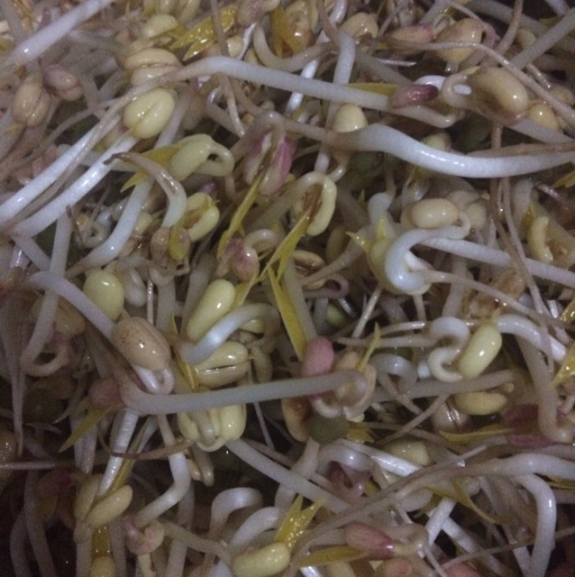 10种麻辣绿豆芽做法,爽口开胃超下饭!-图1 10种麻辣绿豆芽做法,爽口开胃超下饭!-图1