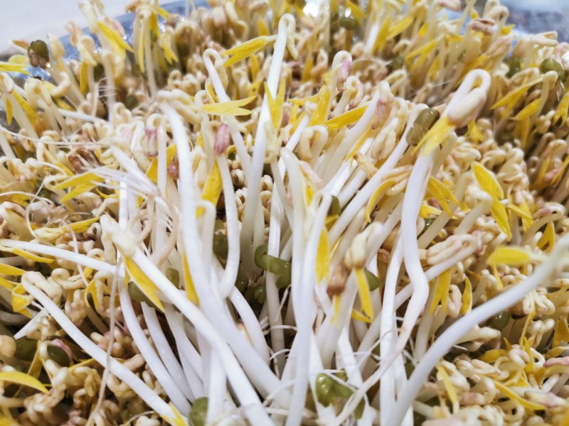 10种麻辣绿豆芽做法,爽口开胃超下饭!-图8 10种麻辣绿豆芽做法,爽口开胃超下饭!-图8