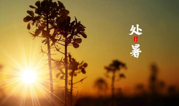 2025处暑为何还那么热?秋老虎为何更凶猛