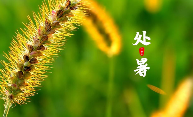 2025年处暑出生好吗?宝宝命运如何