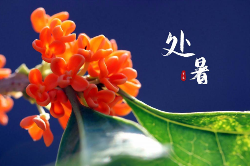 处暑交运何时?哪些人走大运?