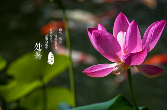 处暑是第几个节气?秋老虎何时结束