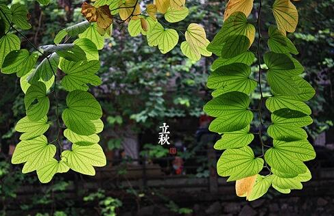 立秋在前还是处暑在前?哪个节气更热