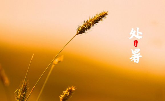 立秋在前还是处暑在前?哪个节气更热