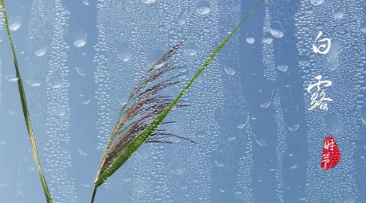 2025年白露冷不冷?秋老虎会持续多久