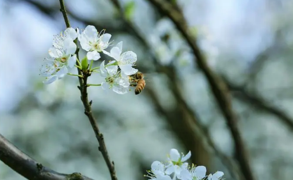 2025年白露过后温度怎么样？秋老虎会持续多久