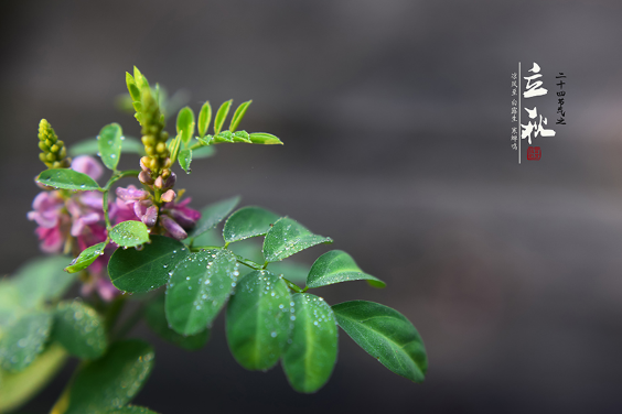 立秋后天坑在哪?如何应对高温天气?