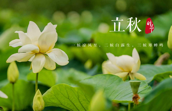 立秋以后还能晒背吗？三伏天晒背延至何时