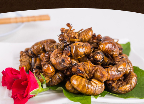 立秋后金蝉能吃吗?金蝉营养价值高吗