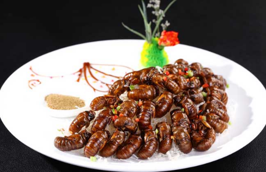 立秋后金蝉能吃吗?金蝉营养价值高吗