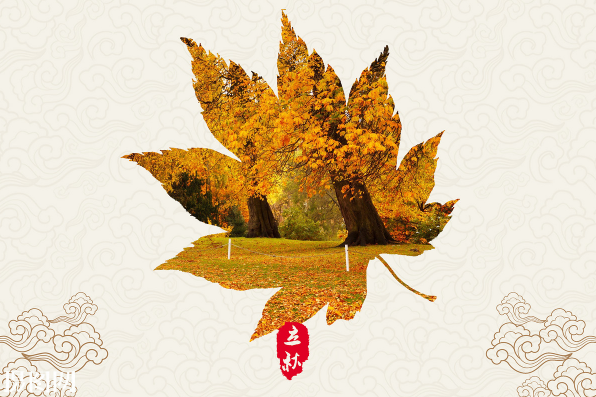 立秋后几天种白菜萝卜好?秋播最佳时间何时