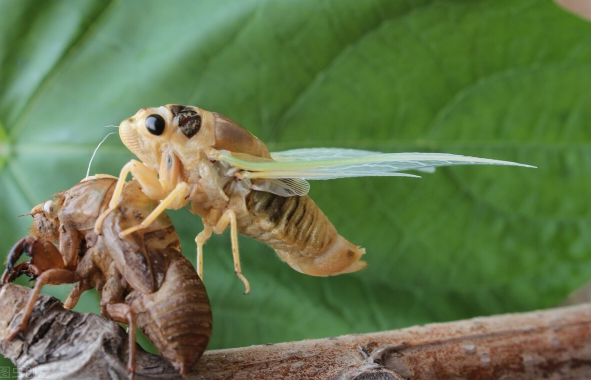 立秋了知了猴还从土里出来吗?今年知了猴数量为何锐减