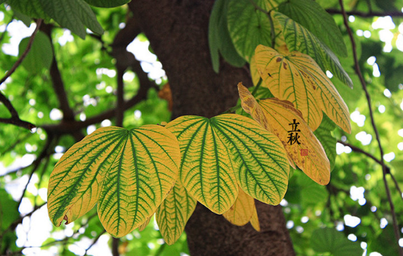 2025立秋后雨水少吗？秋后多雨吗