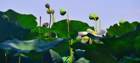 2025年处暑会降温吗?高温天气何时结束