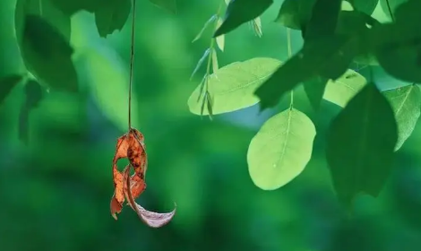 2025处暑后还热吗?秋老虎会持续多久