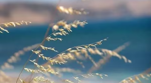 2025处暑后还热吗?秋老虎会持续多久