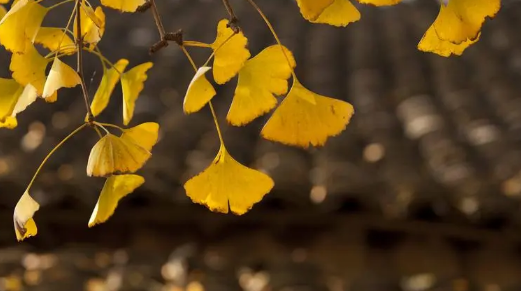 安徽几月入秋2025?秋季天气何时转凉