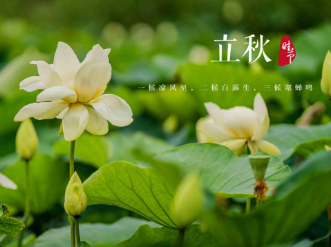 立秋后吃什么养肝排毒?如何顺应节气高效调理