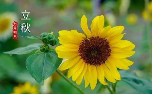 立秋后吃什么养肝排毒?如何顺应节气高效调理