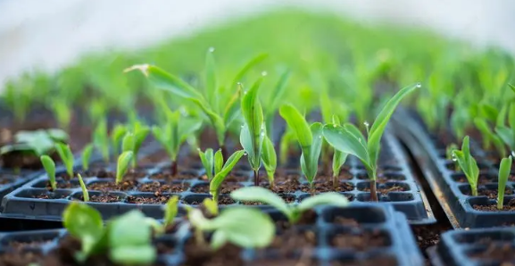 2025年立秋后庄稼还长吗？秋后作物生长如何？