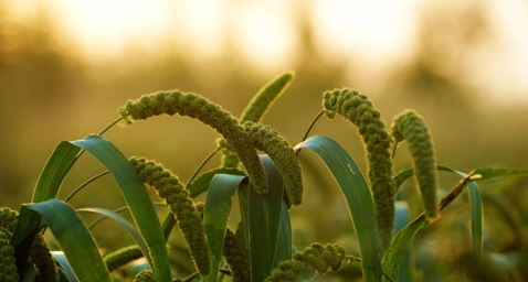 2025年立秋后庄稼还长吗?秋后作物生长如何?