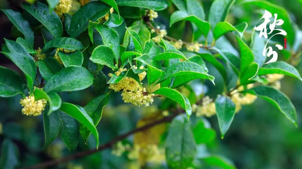 2025年秋分天气会转凉吗？秋分后如何养生