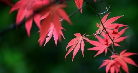 秋分过了就是冬天吗?2025年何时入冬