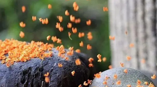 为什么秋分后仍热?2025年高温为何持续?