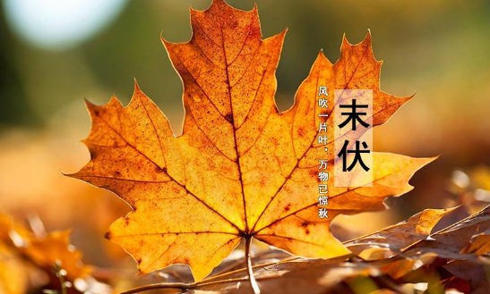 原问题?2025末伏何时开始结束