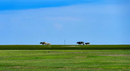 2025年呼伦贝尔草原九月草黄了吗？最佳旅游时间何时