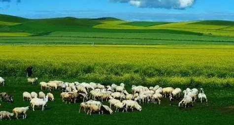 2025年9月去呼伦贝尔大草原冷吗?秋季旅游穿衣指南