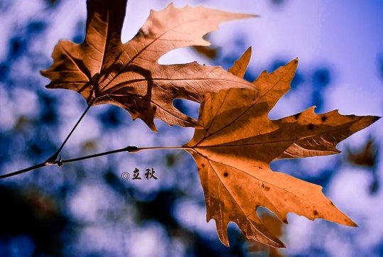 2025立秋就降温?秋后气温走势如何