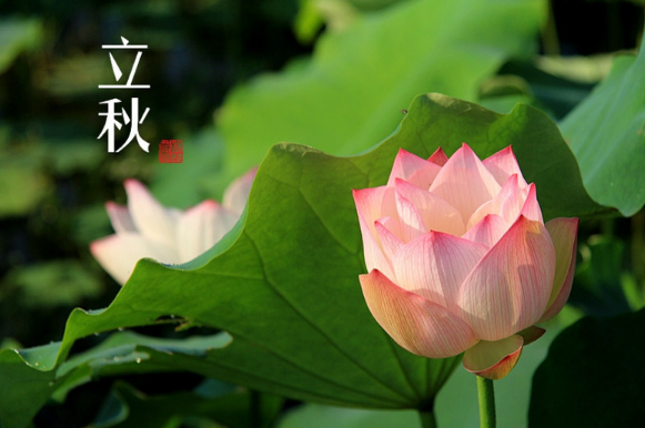 2025年立秋搬家好吗?入宅吉日如何选?